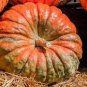 Golden Swan Melon Pumpkin 12 Seeds