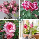 'Budgerigar' White Rose Red Adenium Desert Rose 4 Seeds