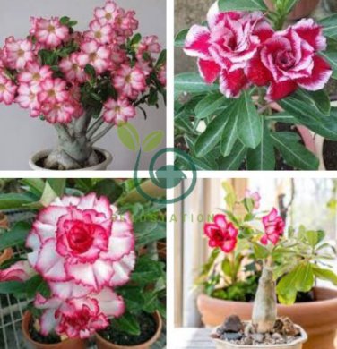 'Budgerigar' White Rose Red Adenium Desert Rose 4 Seeds
