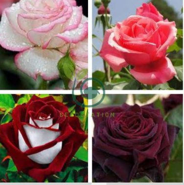 Rare Hot Wind Rose 200 Seeds