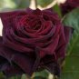 Rare Hot Wind Rose 200 Seeds