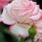 Rare Hot Wind Rose 200 Seeds