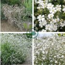 Gypsophila Snowflake Seeds, White Baby's Breath 120 Seeds