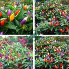 Ornamental hot Pepper 70 seeds