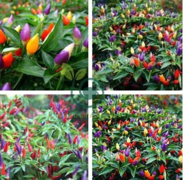 Ornamental hot Pepper 70 seeds