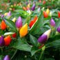Ornamental hot Pepper 70 seeds
