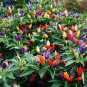 Ornamental hot Pepper 70 seeds