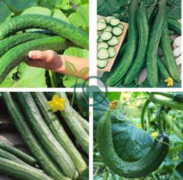 RARE CUCUMBER Heirloom Chinese snake 400 Seeds