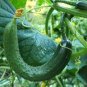 RARE CUCUMBER Heirloom Chinese snake 400 Seeds