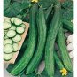 RARE CUCUMBER Heirloom Chinese snake 400 Seeds