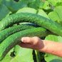 RARE CUCUMBER Heirloom Chinese snake 400 Seeds
