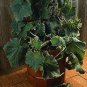Spacemaster Bush Cucumber new 300 seeds