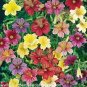Salpiglossis Sinuata 60 Seeds