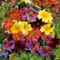 Salpiglossis Sinuata 60 Seeds