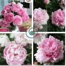 New Double Pink Peony Flower with Green Pot Plant 10 Seeds