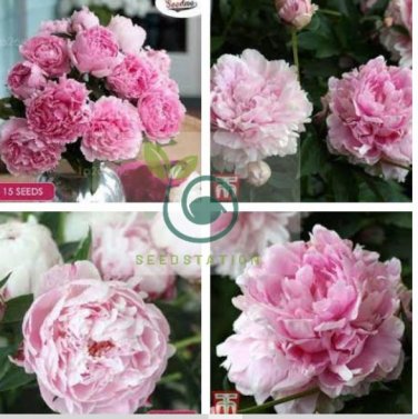 New Double Pink Peony Flower with Green Pot Plant 10 Seeds