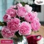 New Double Pink Peony Flower with Green Pot Plant 10 Seeds