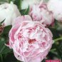 New Double Pink Peony Flower with Green Pot Plant 10 Seeds