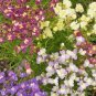 Mixed MOROCCAN TOADFLAX SNAPDRAGON Linaria Maroccana Flower 120 Seeds