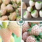 Pineberry Fruit 80 Seeds