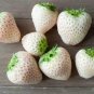Pineberry Fruit 80 Seeds