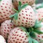 Pineberry Fruit 80 Seeds