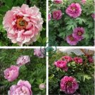 Rare New Pink Monopetalous Peony with Red Spot Heart 10 Seeds