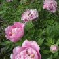 Rare New Pink Monopetalous Peony with Red Spot Heart 10 Seeds