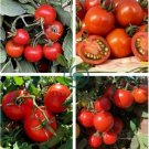 Middle Red McCullough Tomato 600 Seeds