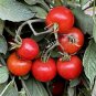 Middle Red McCullough Tomato 600 Seeds