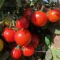 Middle Red McCullough Tomato 600 Seeds