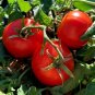 Middle Red McCullough Tomato 600 Seeds