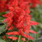 Salvia RED ROCKET HOT JAZZ Salvia Splendens 60 Seeds