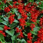 Salvia RED ROCKET HOT JAZZ Salvia Splendens 60 Seeds