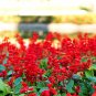 Salvia RED ROCKET HOT JAZZ Salvia Splendens 60 Seeds