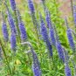 Veronica Spicata Speedwell Flower 100 Seeds