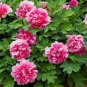 New Pure Pink Curly Tree Peony Flower 10 Seeds