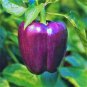 Green Pickled Bubble Hot Chili Peppers, All NON-Gmo Heirloom Vegetable 1000 Seeds