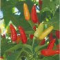 Green Pickled Bubble Hot Chili Peppers, All NON-Gmo Heirloom Vegetable 1000 Seeds