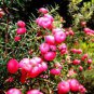 Heirloom Pink Mountain Berry 80 seeds