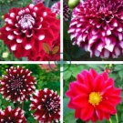 Middle-sized Red Dahlia Shrub Perennial Flower 100 Seeds