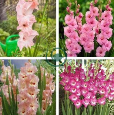 New Variety Pink White Gladious Sword Lily Perennial  100 Seeds