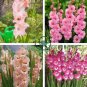 New Variety Pink White Gladious Sword Lily Perennial  100 Seeds