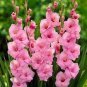 New Variety Pink White Gladious Sword Lily Perennial  100 Seeds