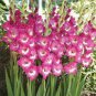 New Variety Pink White Gladious Sword Lily Perennial  100 Seeds