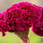 Hot Fire Red Cockscomb Annual Flower 60 Seeds