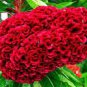 Hot Fire Red Cockscomb Annual Flower 60 Seeds