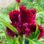 Hot Fire Red Cockscomb Annual Flower 60 Seeds