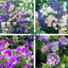 Canterbury Bells Perennial Flower 60 Seeds