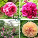 New Heirloom Water Pink Red StripeTree Peony Flower 'Hua Xin' 10 Seeds